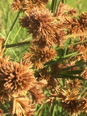 Cyperus solidus