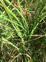 Cyperus solidus
