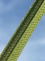 Cyperus solidus