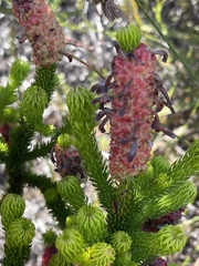 Erica sessiliflora