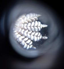 Hemidactylus frenatus