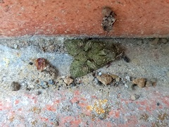 Dryobotodes carbonis