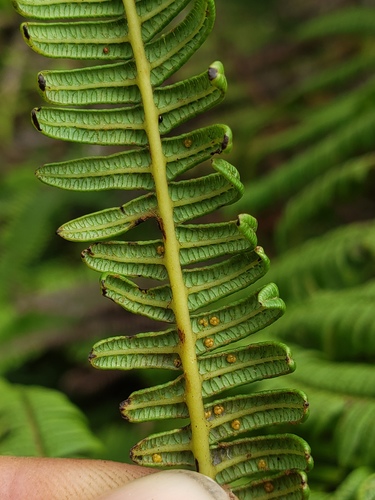 Diplopterygium pinnatum