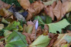 Crocus nudiflorus