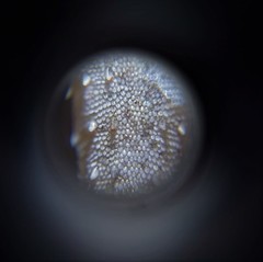 Hemidactylus frenatus