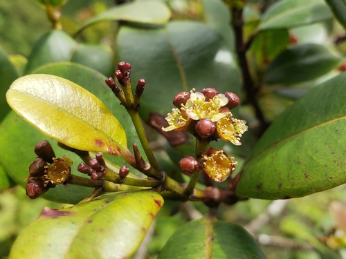 Syzygium sandwicense