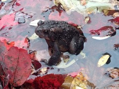 Anaxyrus americanus