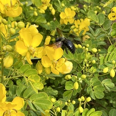 Xylocopa sonorina