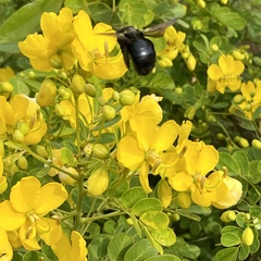 Xylocopa sonorina