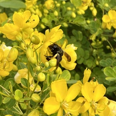 Xylocopa sonorina