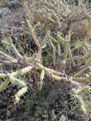 Opuntia pubescens