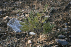 Thymelaea tartonraira