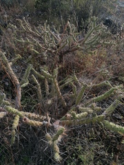 Opuntia pubescens