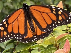 Danaus plexippus