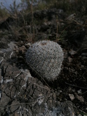 Mammillaria albilanata