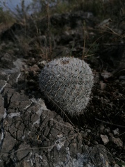 Mammillaria albilanata