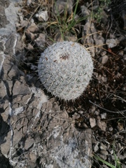 Mammillaria albilanata