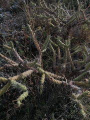 Opuntia pubescens