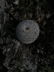 Mammillaria albilanata