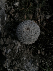 Mammillaria albilanata