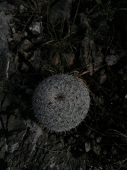 Mammillaria albilanata
