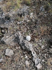 Mammillaria albilanata