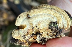 Metuloidea murashkinskyi