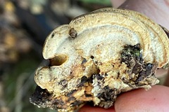 Metuloidea murashkinskyi