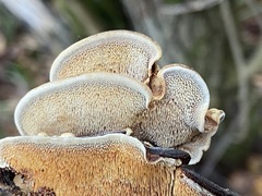 Metuloidea murashkinskyi