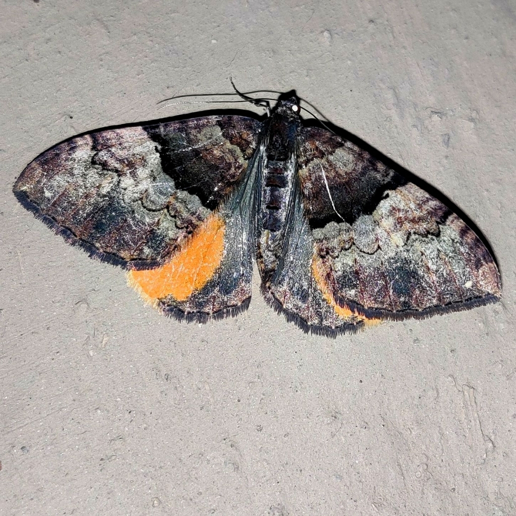 Photoscotosia miniosata