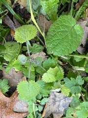 Lamium maculatum