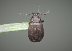 Galeruca rufa