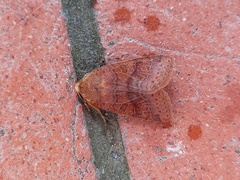 Agrochola pistacinoides