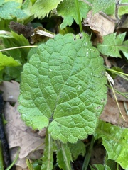Lamium maculatum