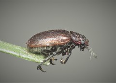 Galeruca rufa