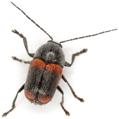 Cryptocephalus mucoreus