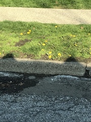 Taraxacum officinale