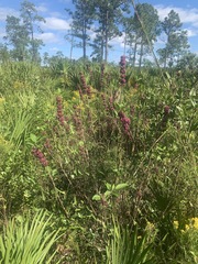 Searsia chirindensis