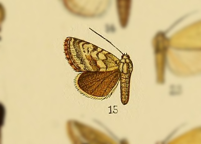 Aegle nubila