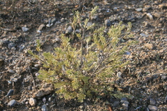 Thymelaea tartonraira