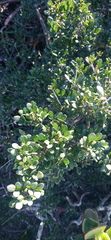 Searsia longispina