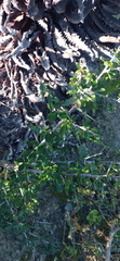 Searsia longispina