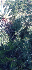 Searsia longispina