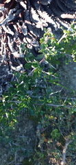 Searsia longispina