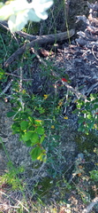 Searsia longispina