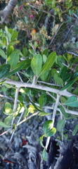 Searsia longispina
