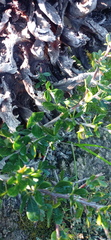 Searsia longispina