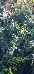 Searsia longispina
