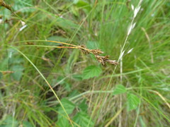 Carex praecox