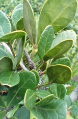 Searsia longispina